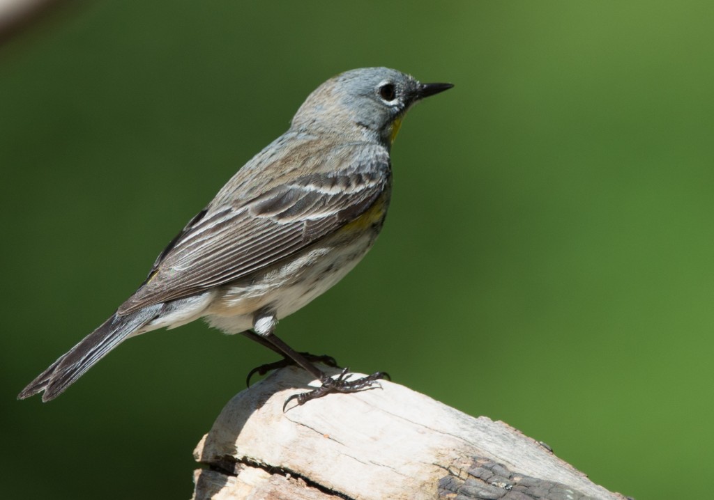 Warbler, Yellow-rumped - Audubon's  20140513-13