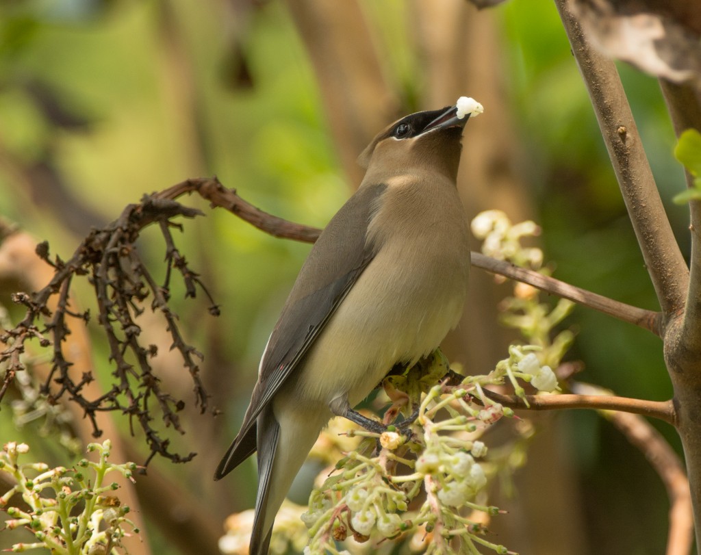 Waxwing, Cedar  20140516-05