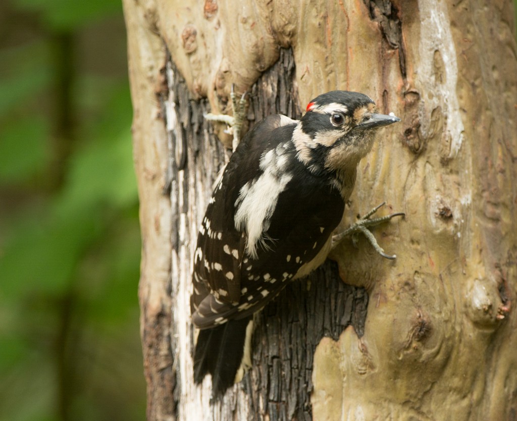 Woodpecker, Downy  20140516-02