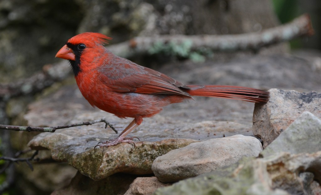 Cardinal, Northern  20140427-02-2