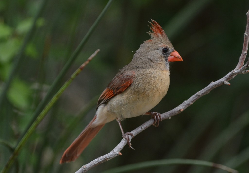 Cardinal, Northern  20140427-06-2