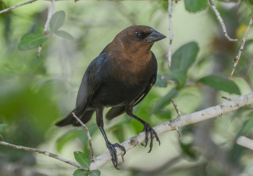 Cowbird, Brown-headed  20140427-05-2