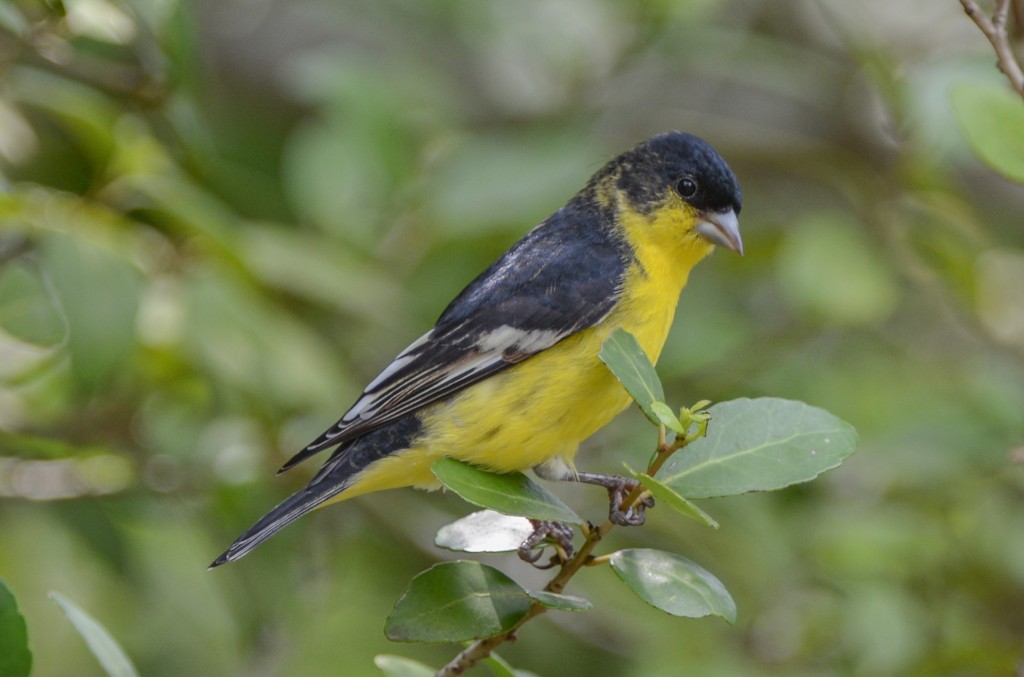 Goldfinch, Lesser  20140427-02-2