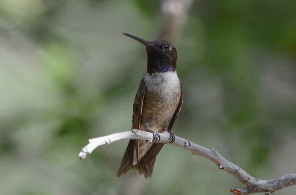 Hummingbird, Black-chinned  20140427-07-2