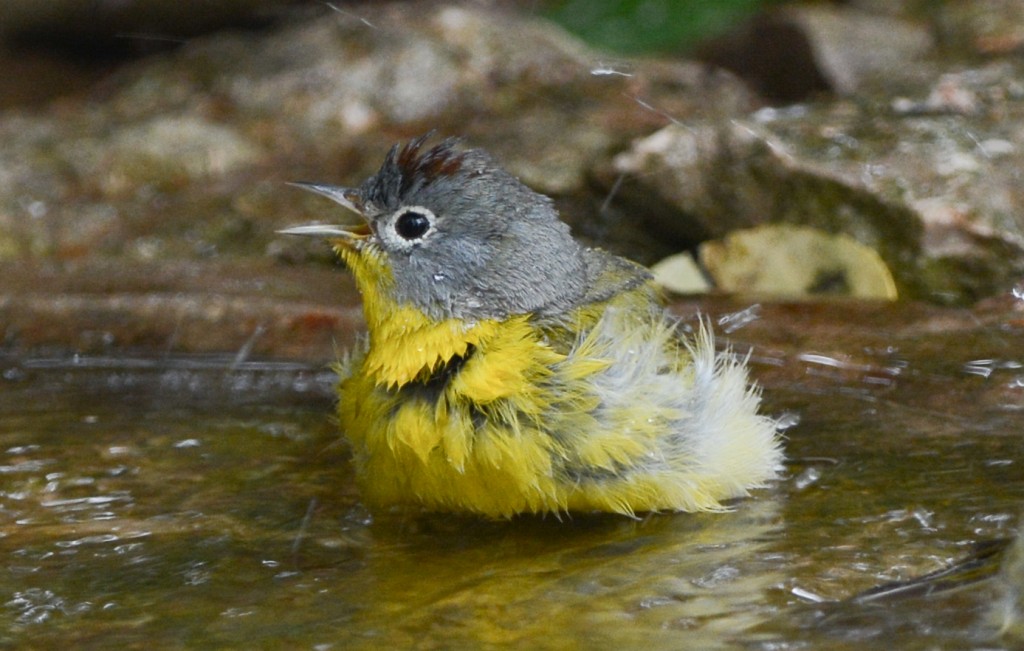 Warbler, Nashville  20140427-09-2