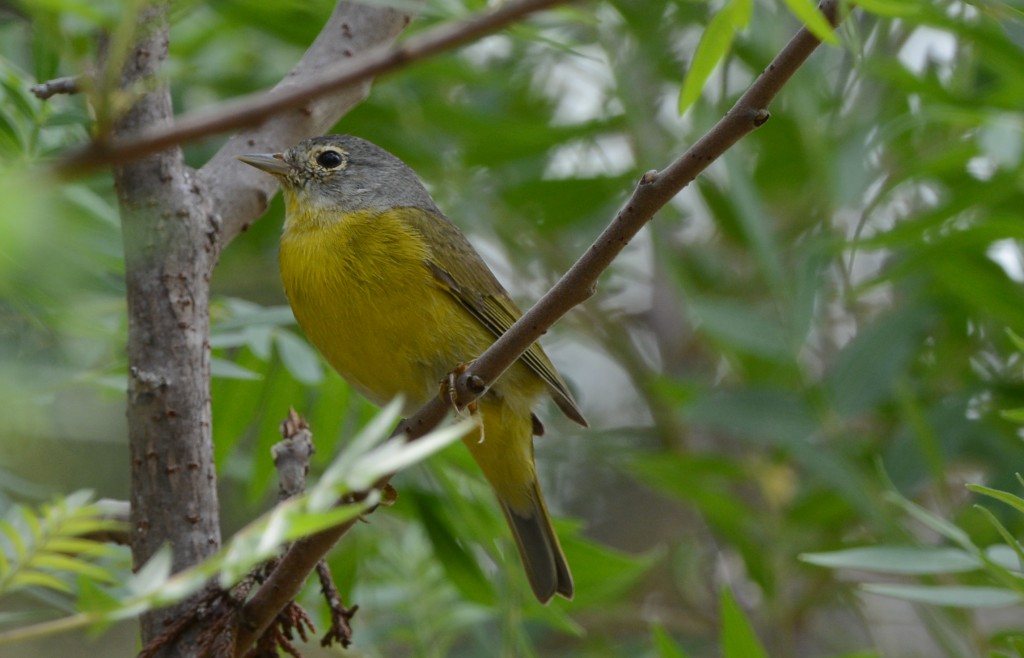 Warbler, Nashville  20140427-20-2