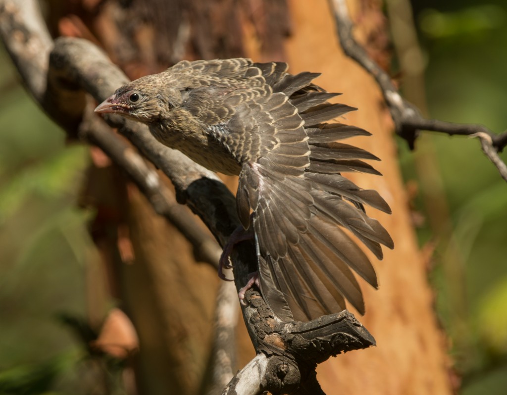 Cowbird, Brown-headed  (9 of 10)