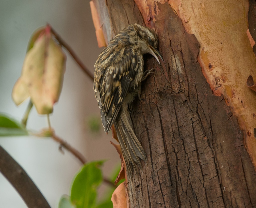 Creeper, Brown  20140720- 05_