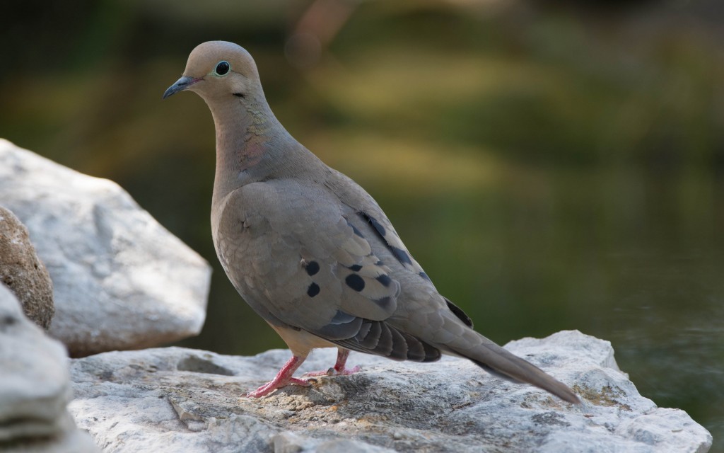 Dove, Mourning  20140501-07