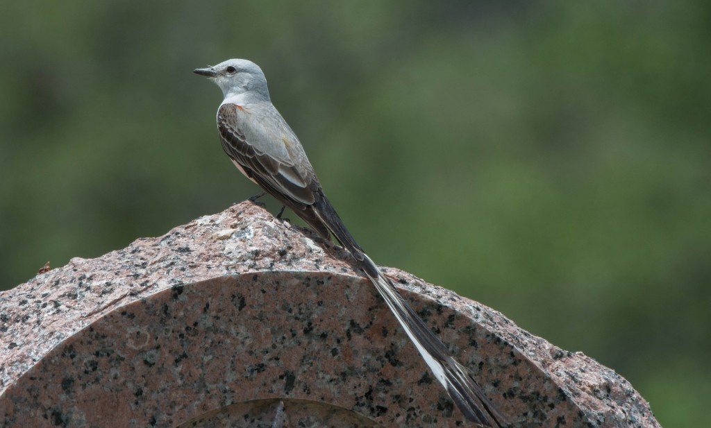 Flycatcher, Scissor-tailed  20140502-01