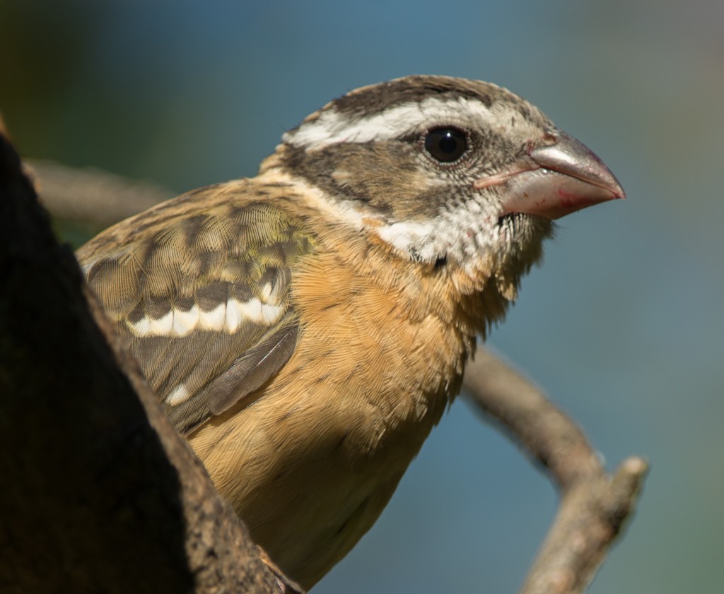 Grosbeak, Black-headed  20140727 -02