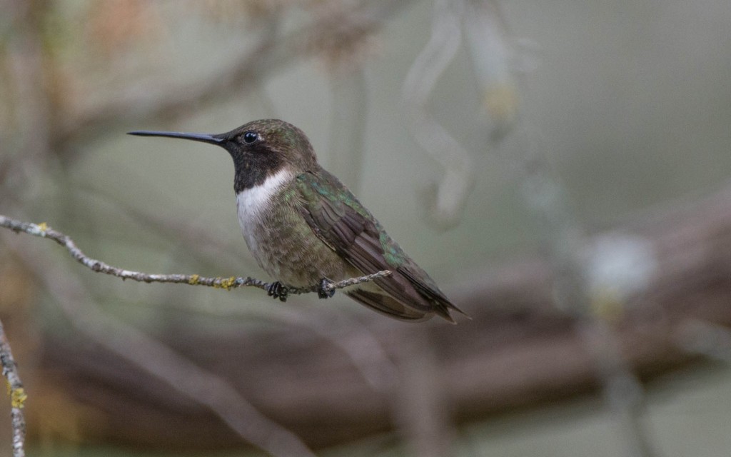 Hummingbird, Black-chinned  20140502-01