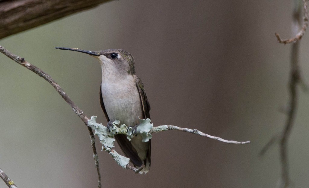Hummingbird, Black-chinned  20140502-04