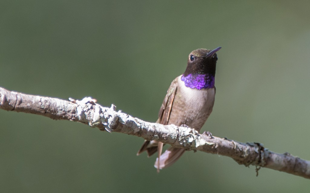Hummingbird, Black-throated  20140429-01