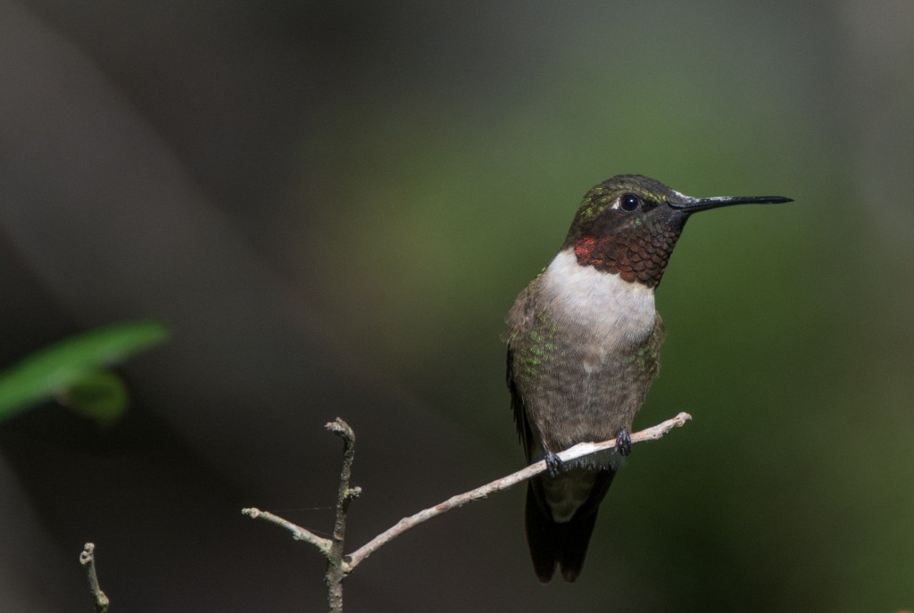 Hummingbird, Ruby-throated  20140429-13