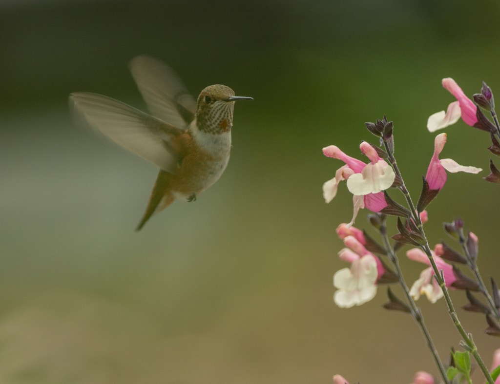 Hummingbird, Rufous  20140720- 03_