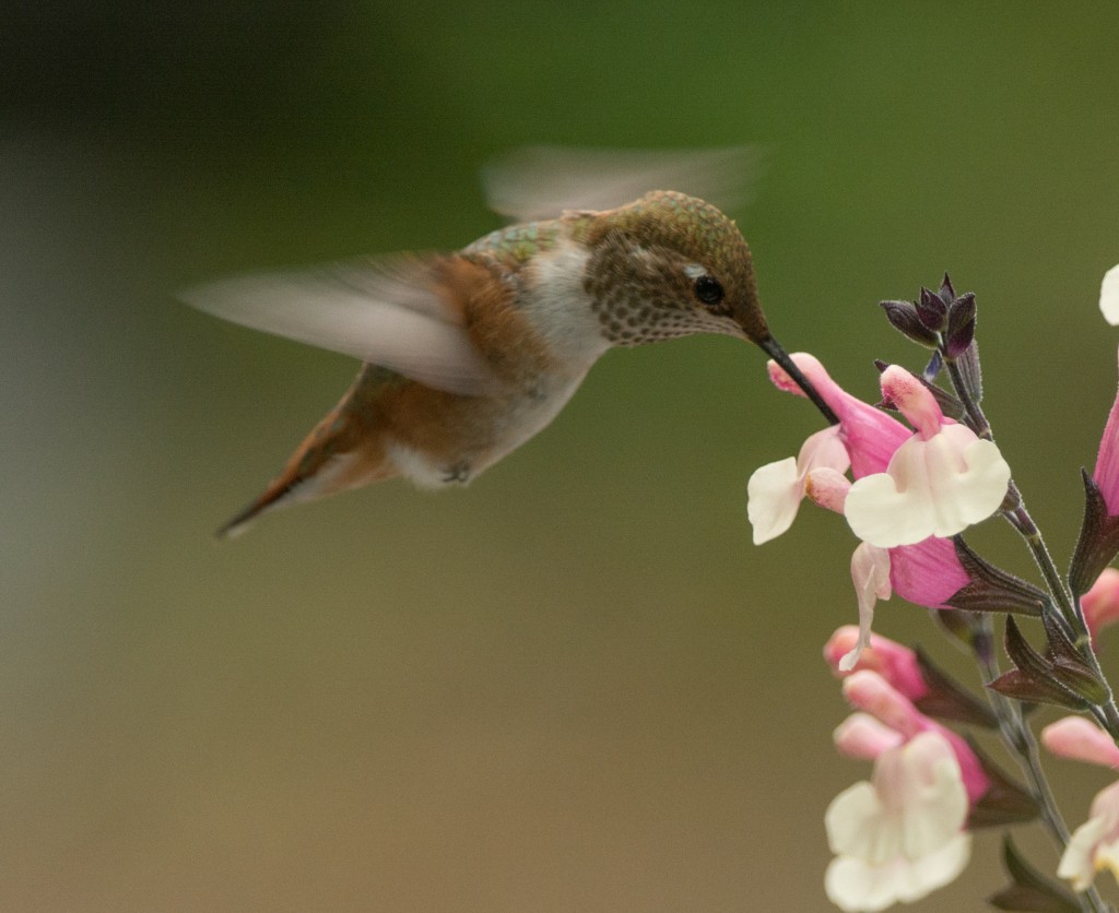 Hummingbird, Rufous  20140720- 09_