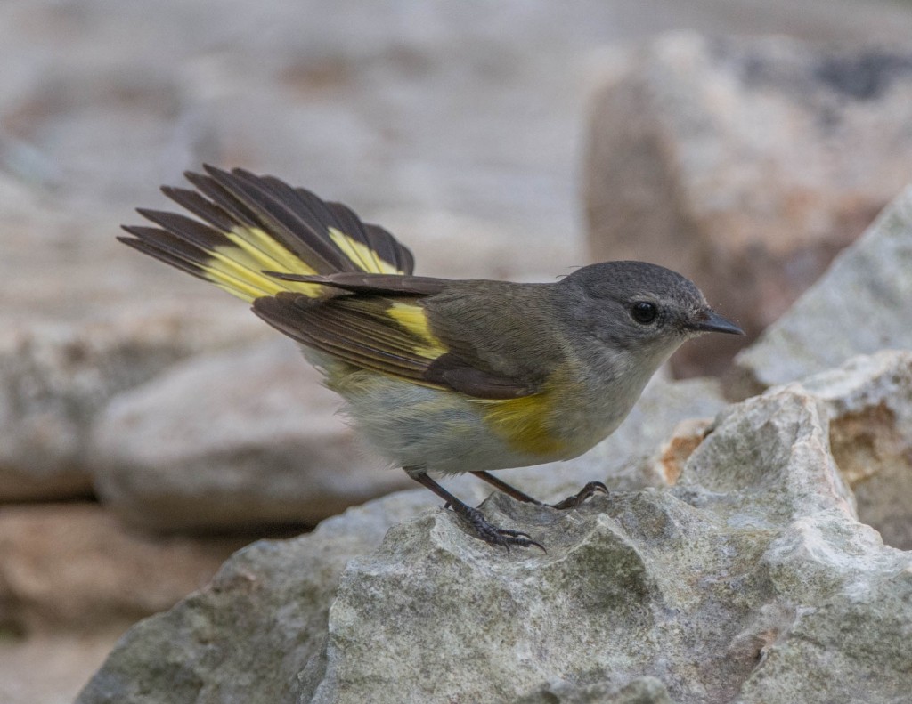 Redstart, American  20140507-01