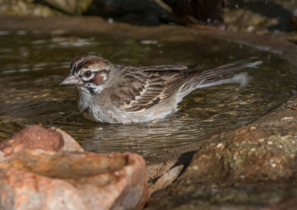 Sparrow, Lark 20140505-07