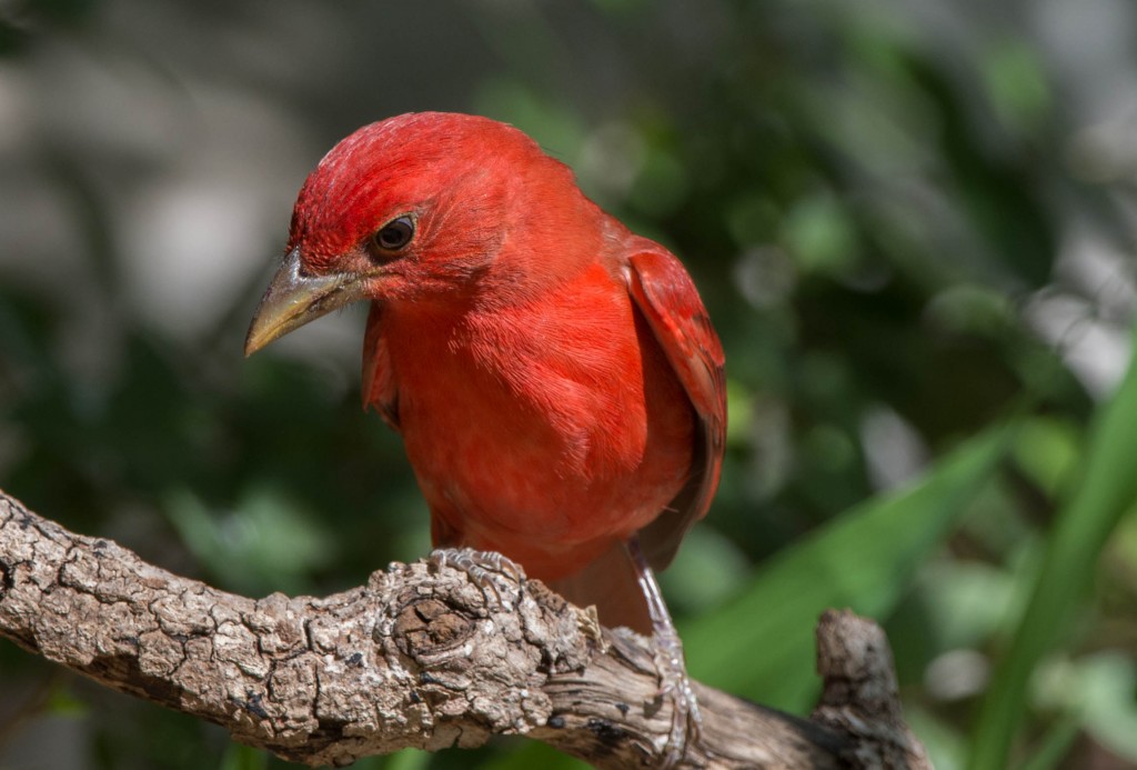 Tanager, Summer  20140501-04