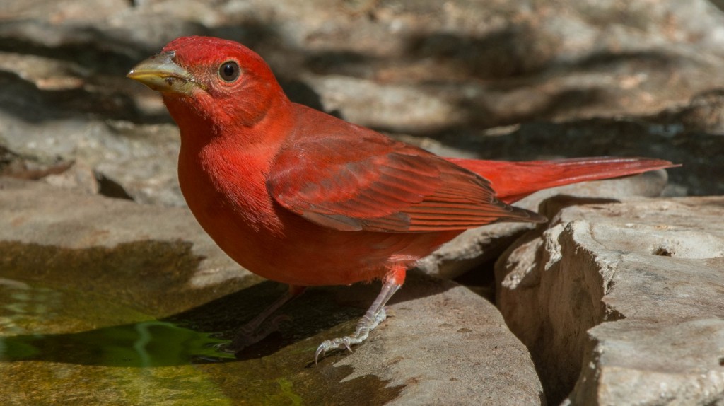 Tanager, Summer  20140501-10