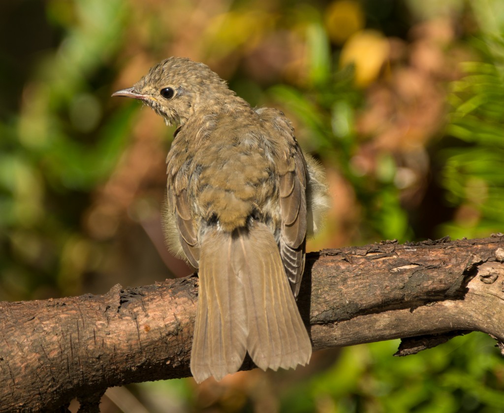 Thrush, Swainson's  20140728 -06