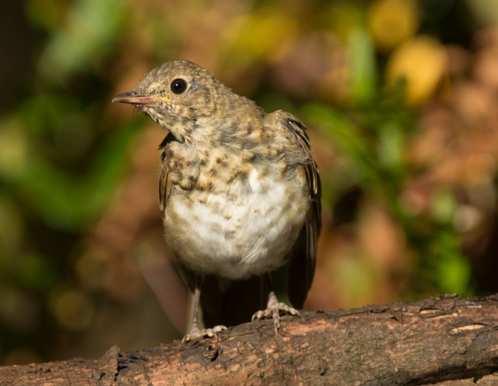 Thrush, Swainson's  20140728 -08