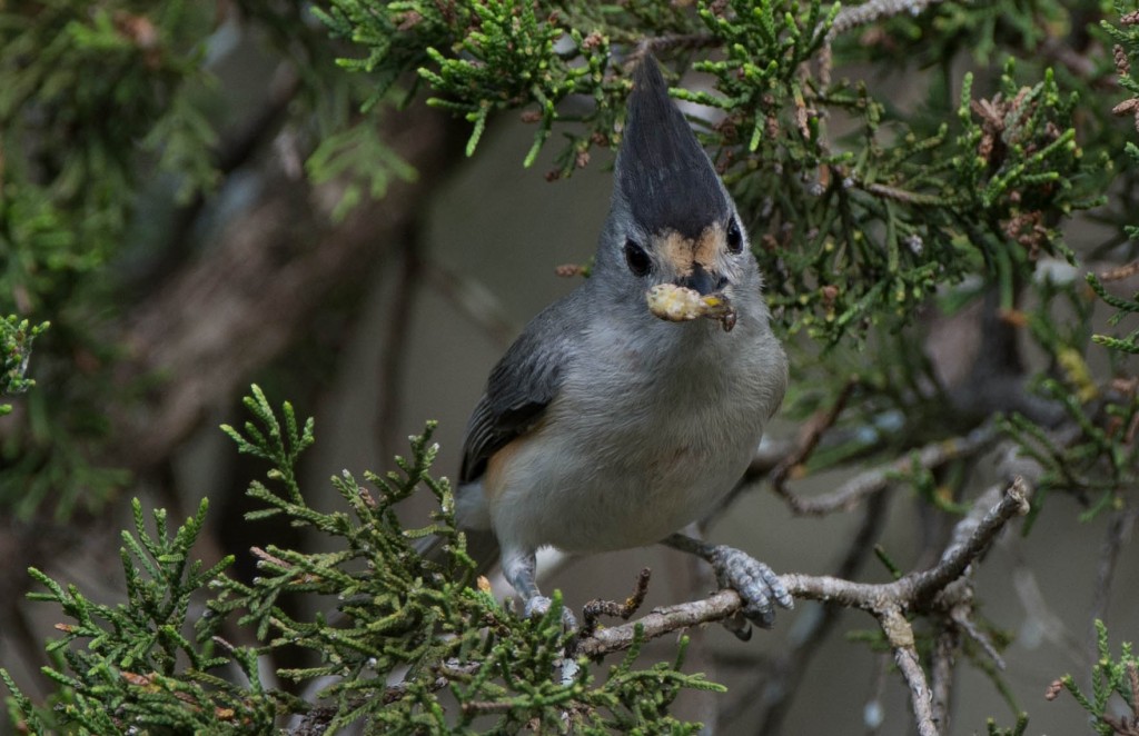 Titmouse, Tufted  20140501-12