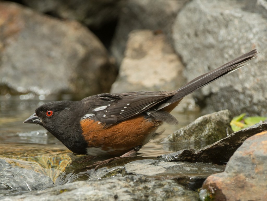 Towhee, Spotted  20140720- 02_