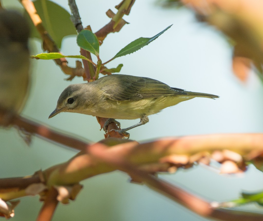 Vireo, Red-Eyed  20140728 -06