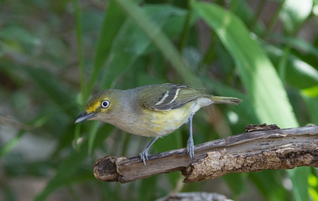 Vireo, White-eyed  20140429-08