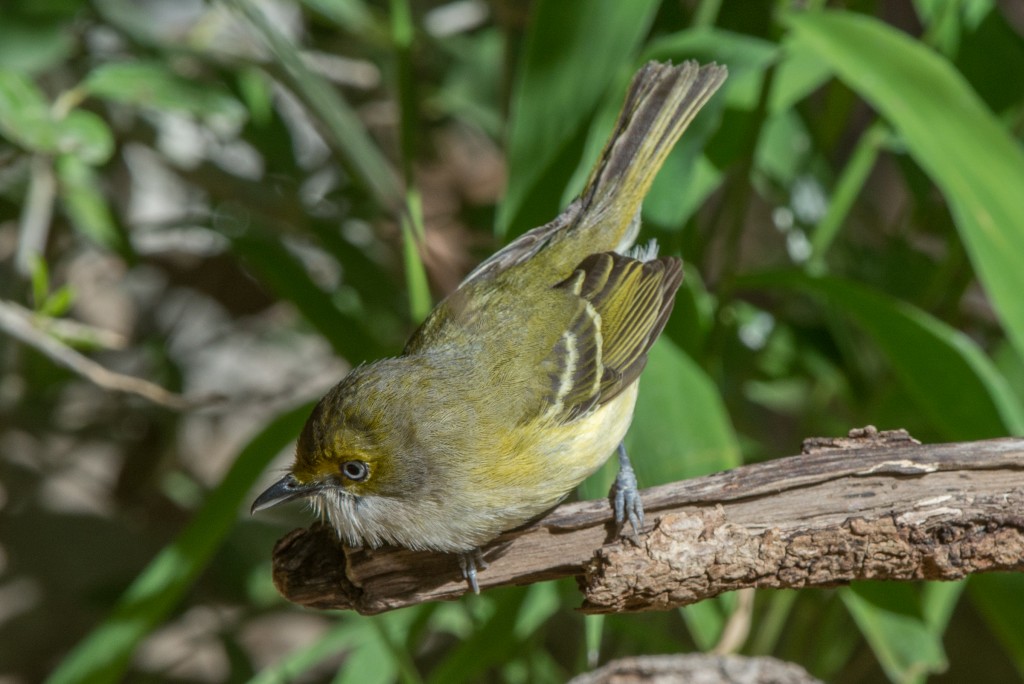 Vireo, White-eyed  20140429-09