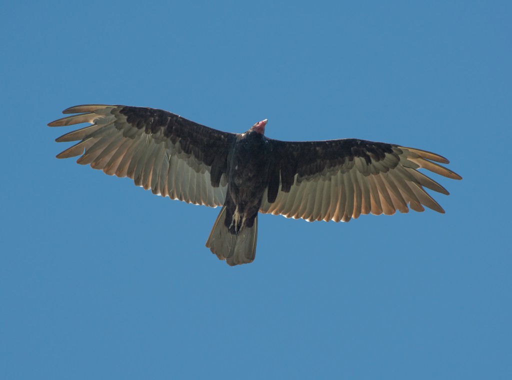 Vulture, Turkey 20140728 -06