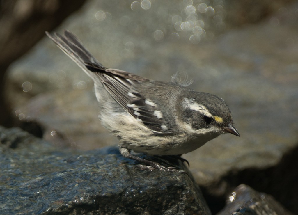 Warbler, Black-throated Gray 20140728 -02