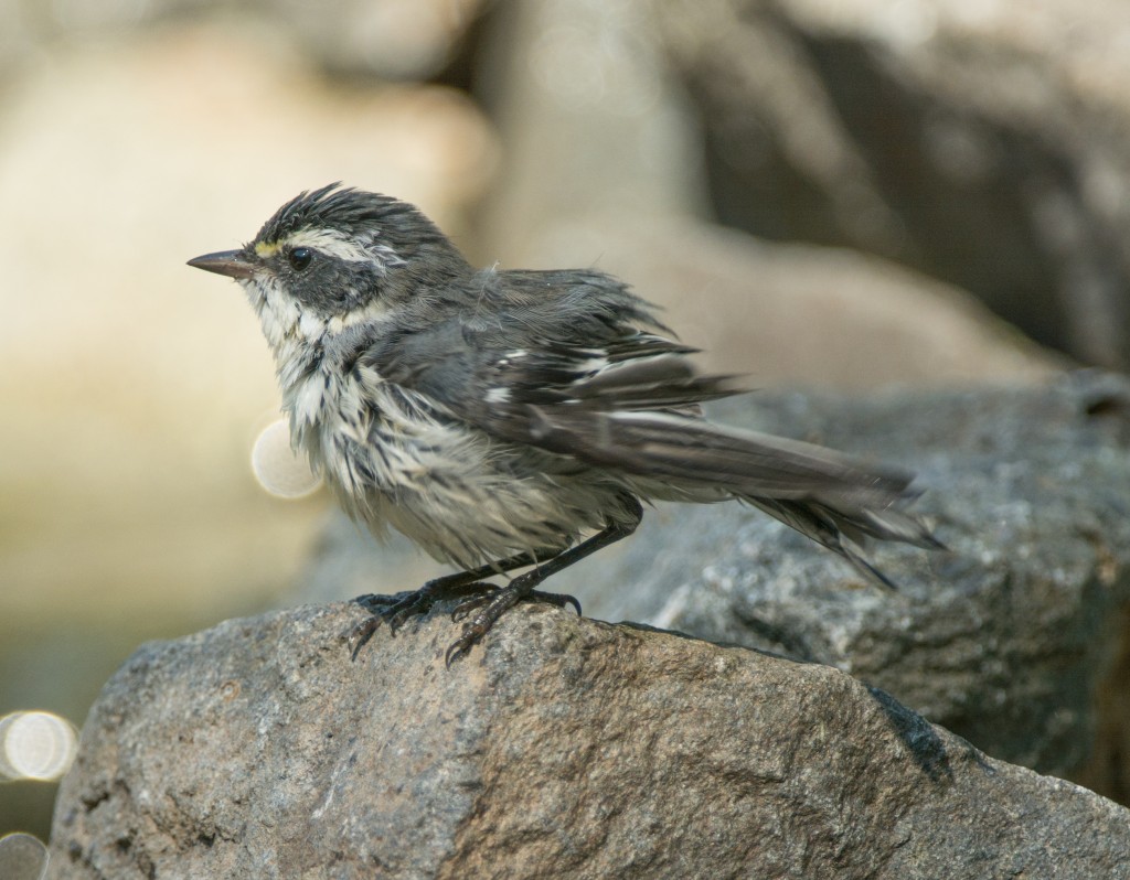 Warbler, Black-throated Gray 20140728 -10