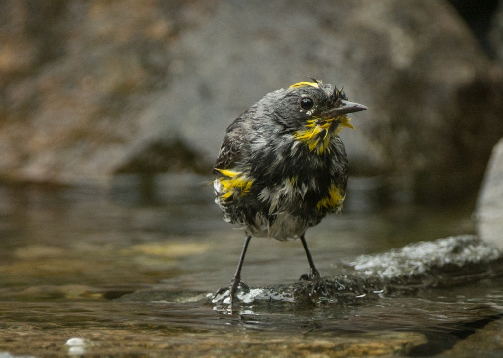 Warbler, Yellow-rumped - Audubon's  20140720- 04_
