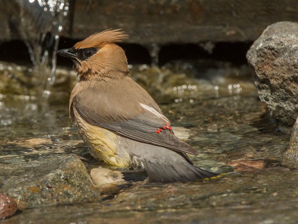 Waxwing, Cedar_