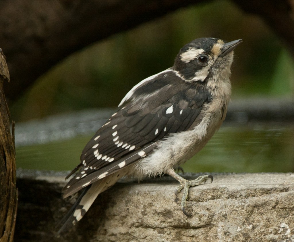 Woodpecker, Downy  20140720- 01_