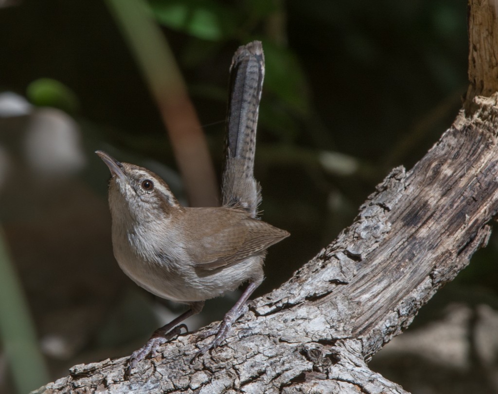 Wren, Bewick's  20140428-04