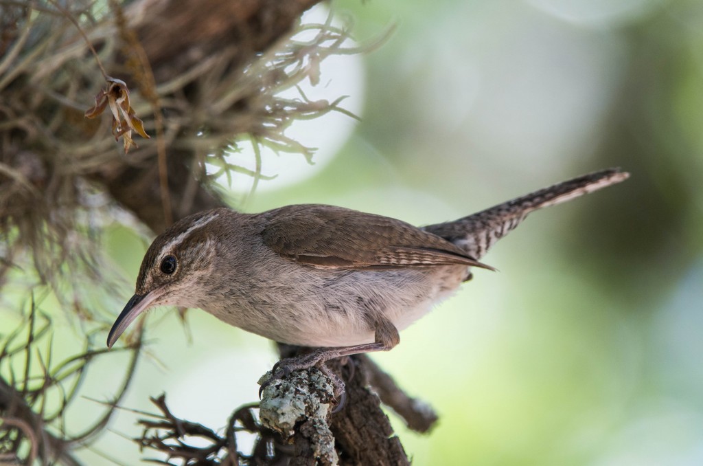 Wren, Bewick's  20140503-04