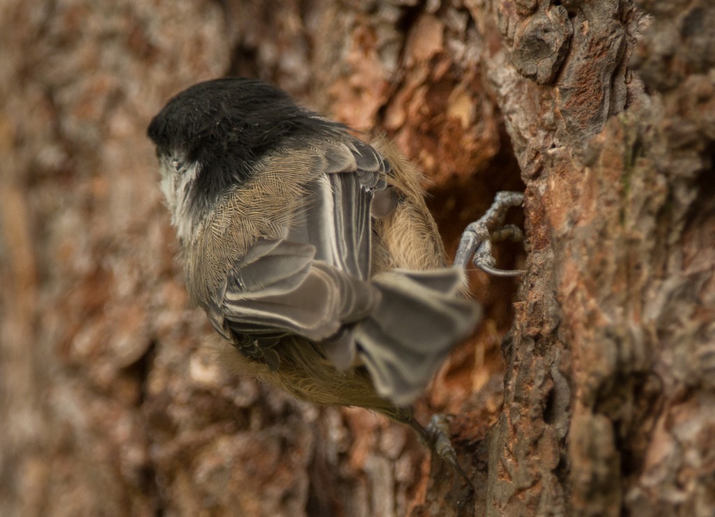 Chickadee, Black-capped  20140822 - 07