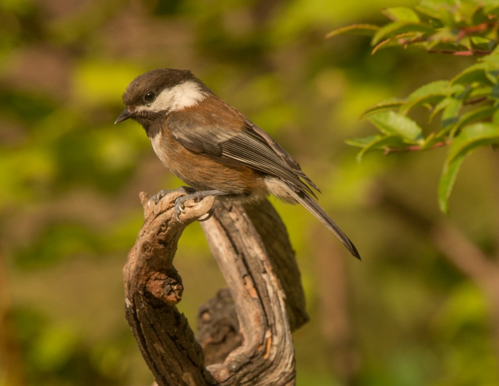 Chickadee, Chestnut-backed  20140816 - 01