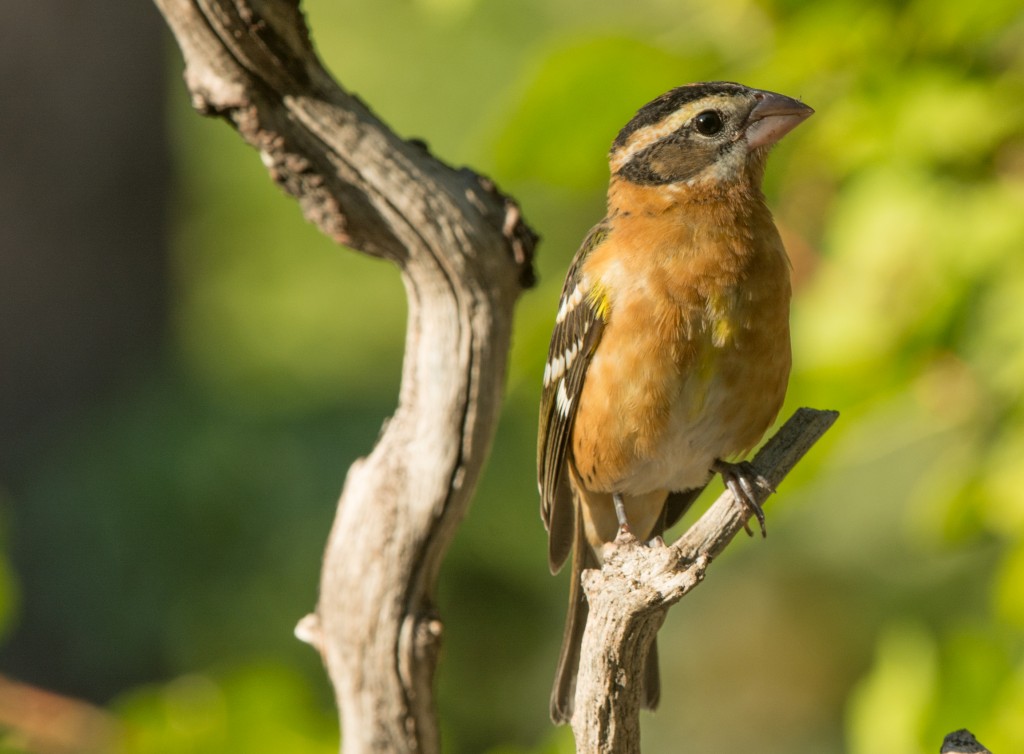 Grosbeak, Black-headed  20140802 - 14