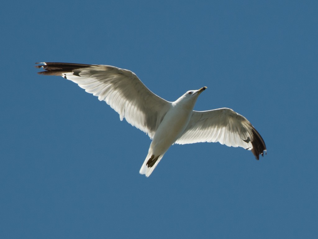 Gull, Mew  20140803 - 03