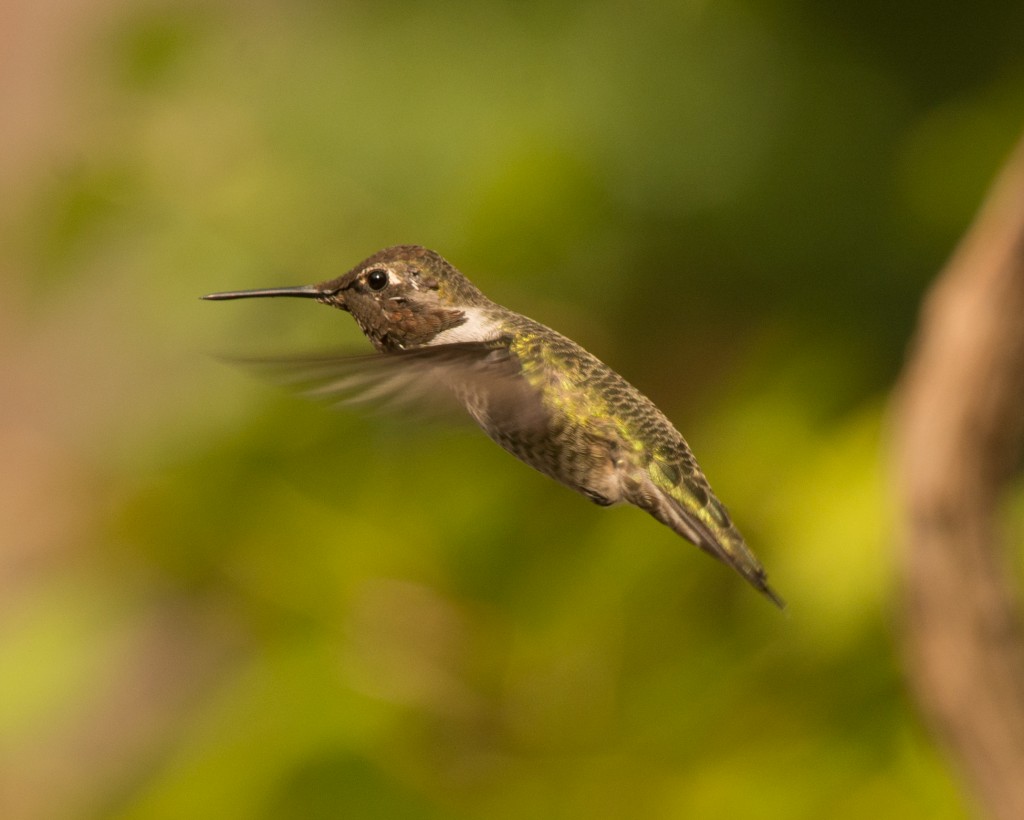 Hummingbird, Anna's   20140816 - 01