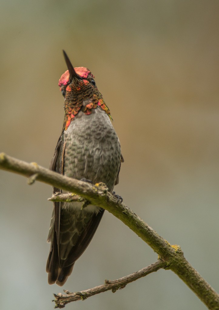 Hummingbird, Anna's   20140816 - 12