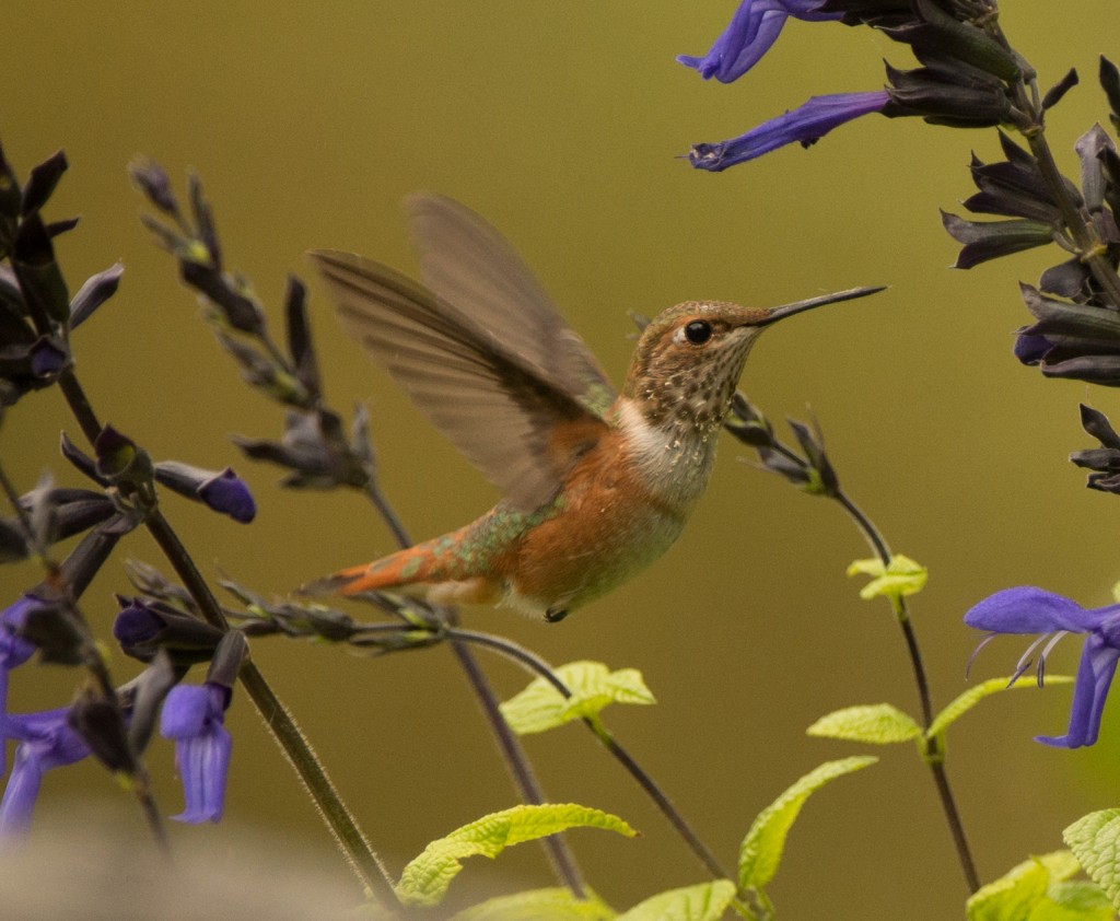Hummingbird, Rufous  20140816 - 03