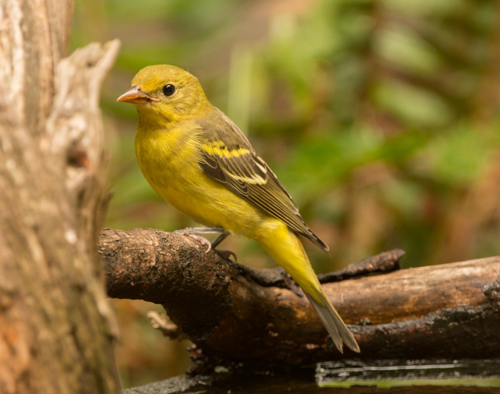 Tanager, Western  20140816 - 04
