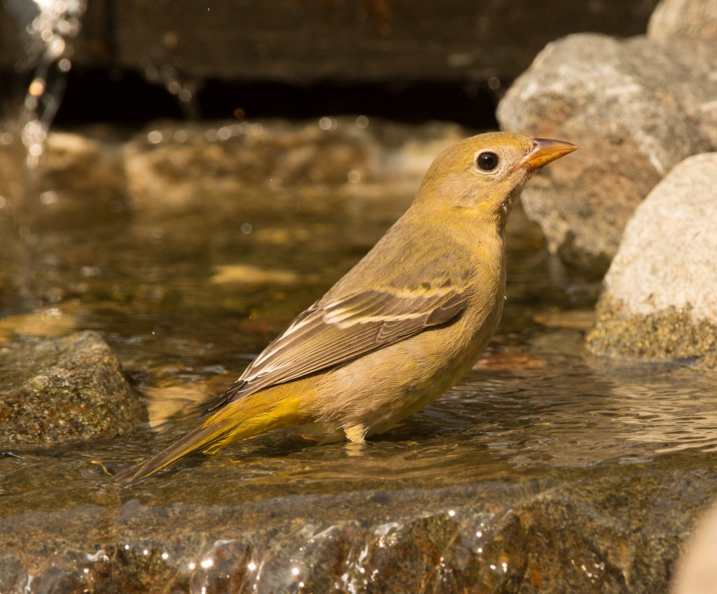 Tanager, Western  20140816 - 23