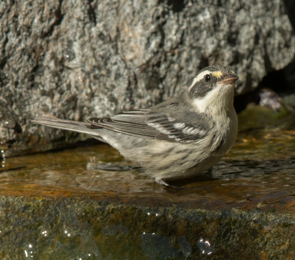 Warbler, Black-throated gray  20140805 - 02